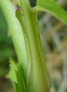 Hairy Dog Rose