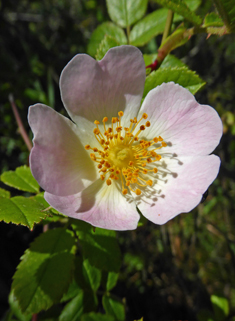 Small-flowered Sweet-briar