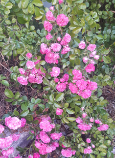 Many-flowered Rose