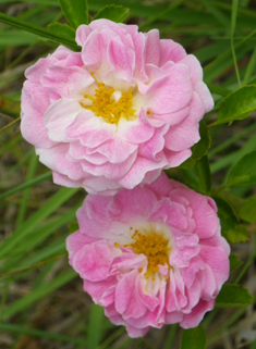 Many-flowered Rose