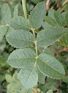 Round-leaved Dog Rose