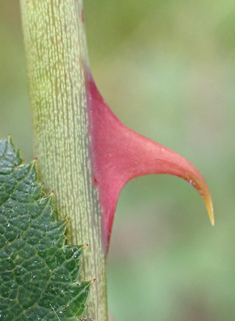 Round-leaved Dog Rose