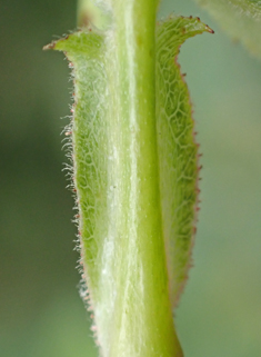 Round-leaved Dog Rose