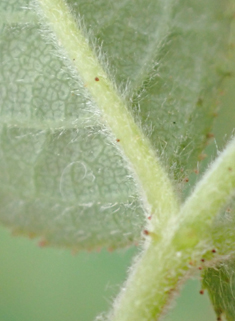 Round-leaved Dog Rose