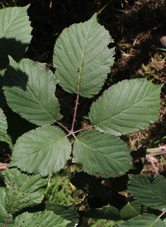 Himalayan Giant Bramble