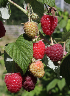 Common Raspberry