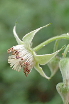 Common Raspberry