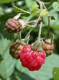 Common Raspberry