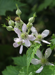 Cut-leaved Bramble