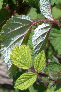 Japanese Wineberry