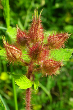 Japanese Wineberry