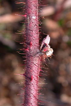 Japanese Wineberry