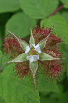 Japanese Wineberry