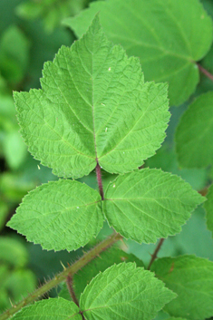 Japanese Wineberry