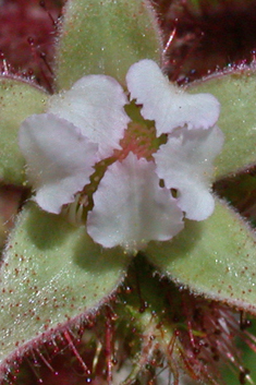 Japanese Wineberry