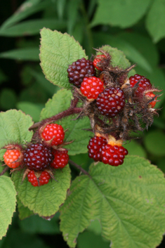 Japanese Wineberry