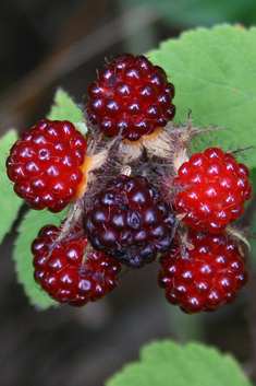 Japanese Wineberry