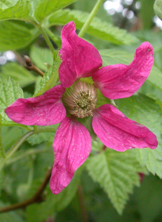 Salmonberry