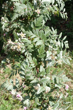 Tibetan Bramble