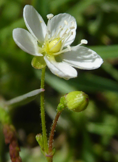 Knotted Pearlwort
