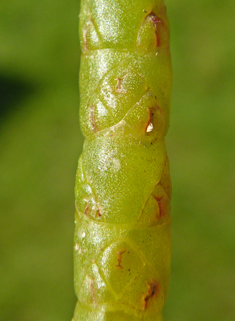 Long-spiked Glasswort