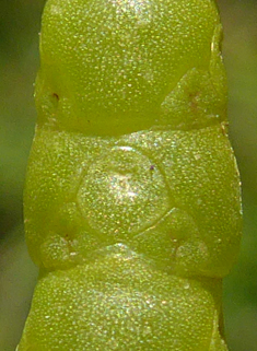 Yellow Glasswort