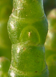 One-flowered Glasswort