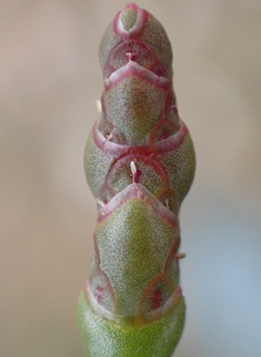 Purple Glasswort