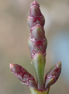 Purple Glasswort