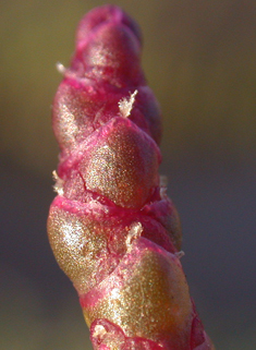 Purple Glasswort