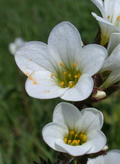 Meadow Saxifrage