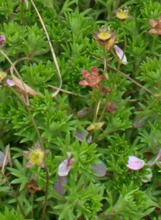 Hybrid Mossy Saxifrage