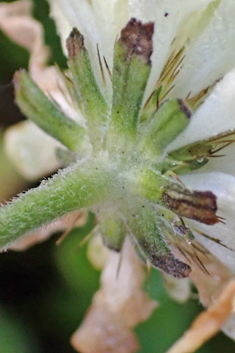 Cream Scabious