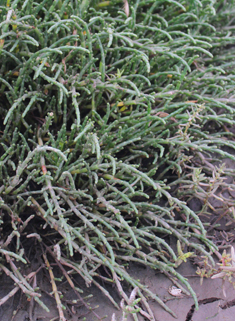 Perennial Glasswort