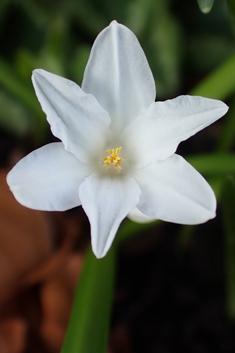 Boissier's Glory-of-the-snow