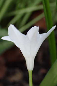 Boissier's Glory-of-the-snow