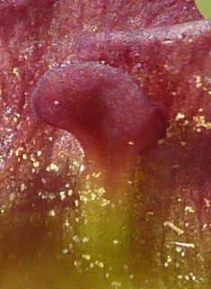 Water Figwort
