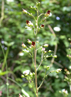 Common Figwort