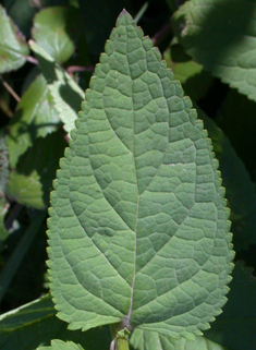 Common Figwort