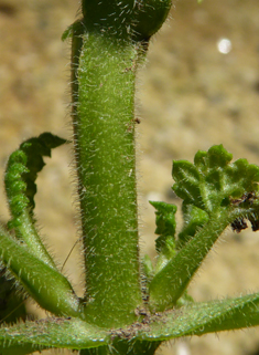 Balm-leaved Figwort