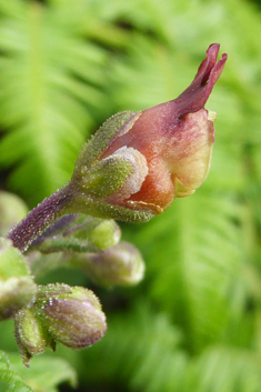 Balm-leaved Figwort