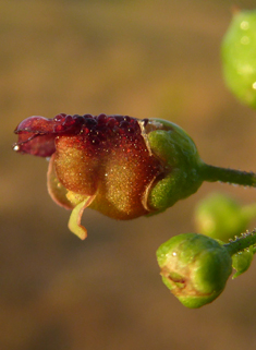 Green Figwort