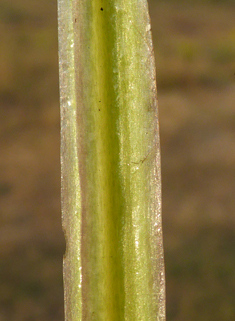 Green Figwort