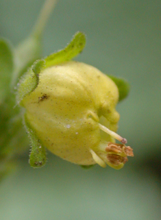 Yellow Figwort