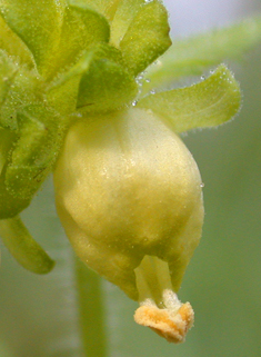 Yellow Figwort