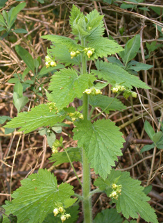 Yellow Figwort