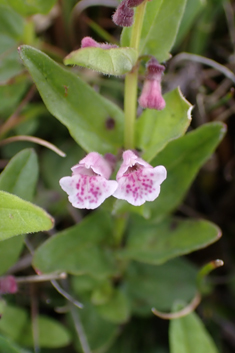Lesser Skullcap
