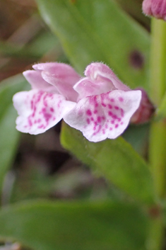Lesser Skullcap