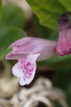 Lesser Skullcap