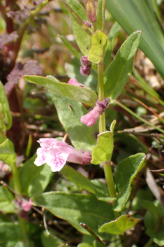 Lesser Skullcap